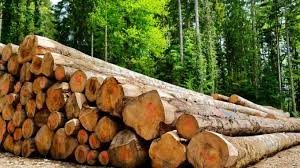 Irumu : l’insécurité menace et déstabilise la production de bois